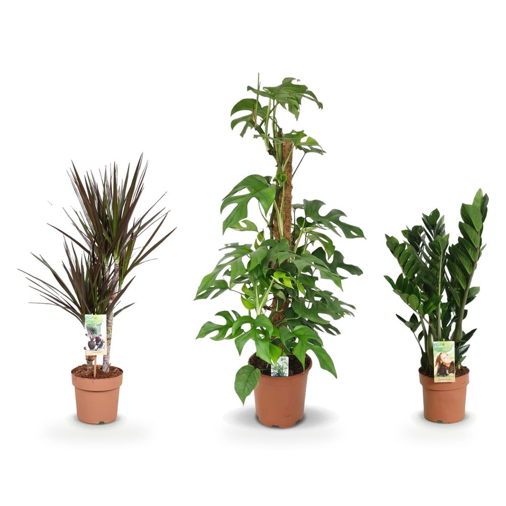 Studio jungle verticale — monstera minima sur tuteur, zamioculcas & dracaena magenta — lot de 3 plantes
