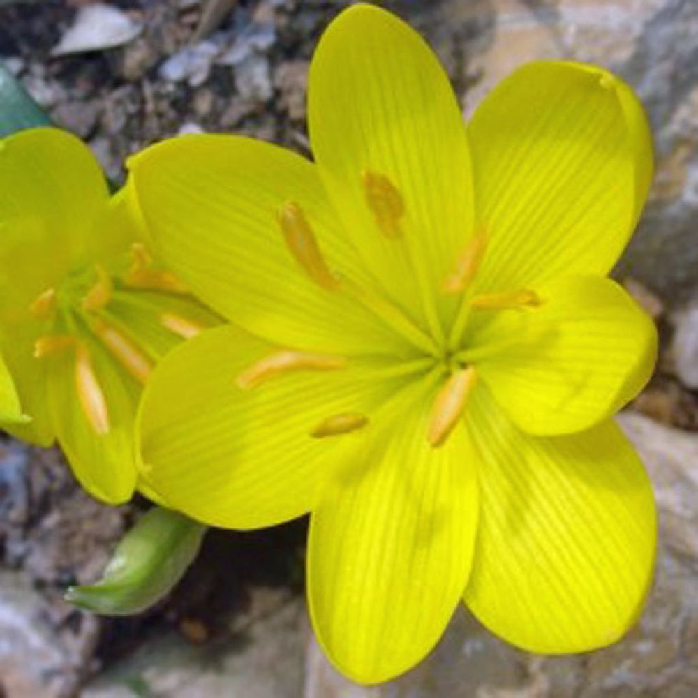 Vendangeuse, crocus d'automne bulbe calibre 10+ (par 5)