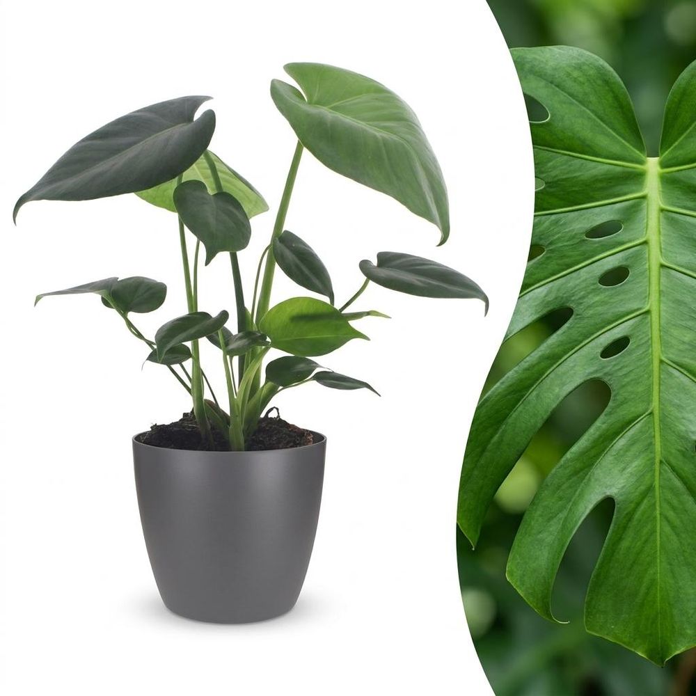Monstera deliciosa - pot de 12cm - plantes d'intérieur