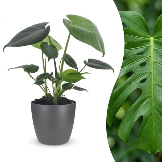 Monstera deliciosa - pot de 12cm - plantes d'intérieur