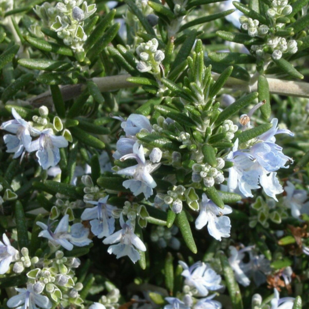 Romarin prostré pot de 3l - 20/40 cm