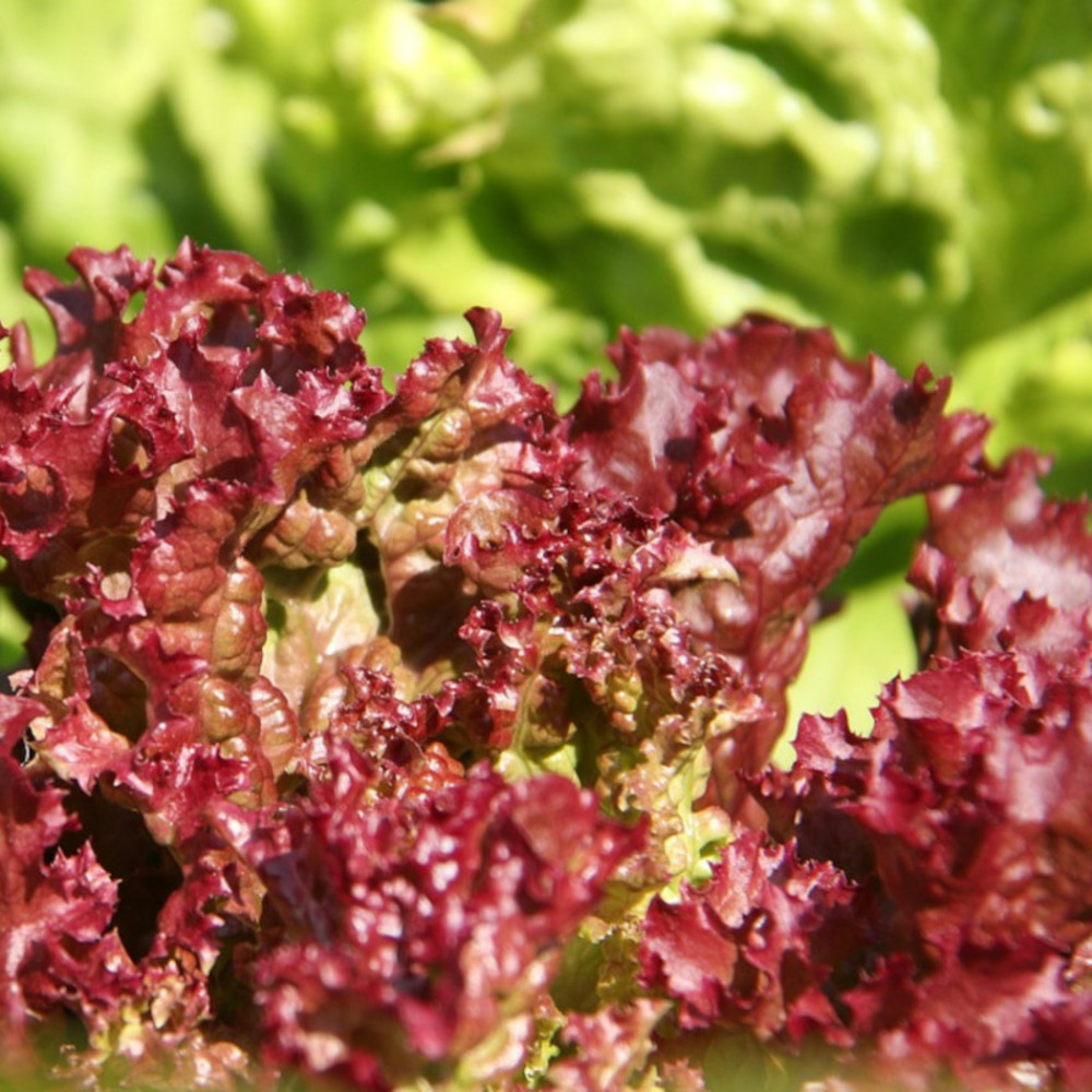 Graines de laitue à couper red salad bowl - vilmorin sachet