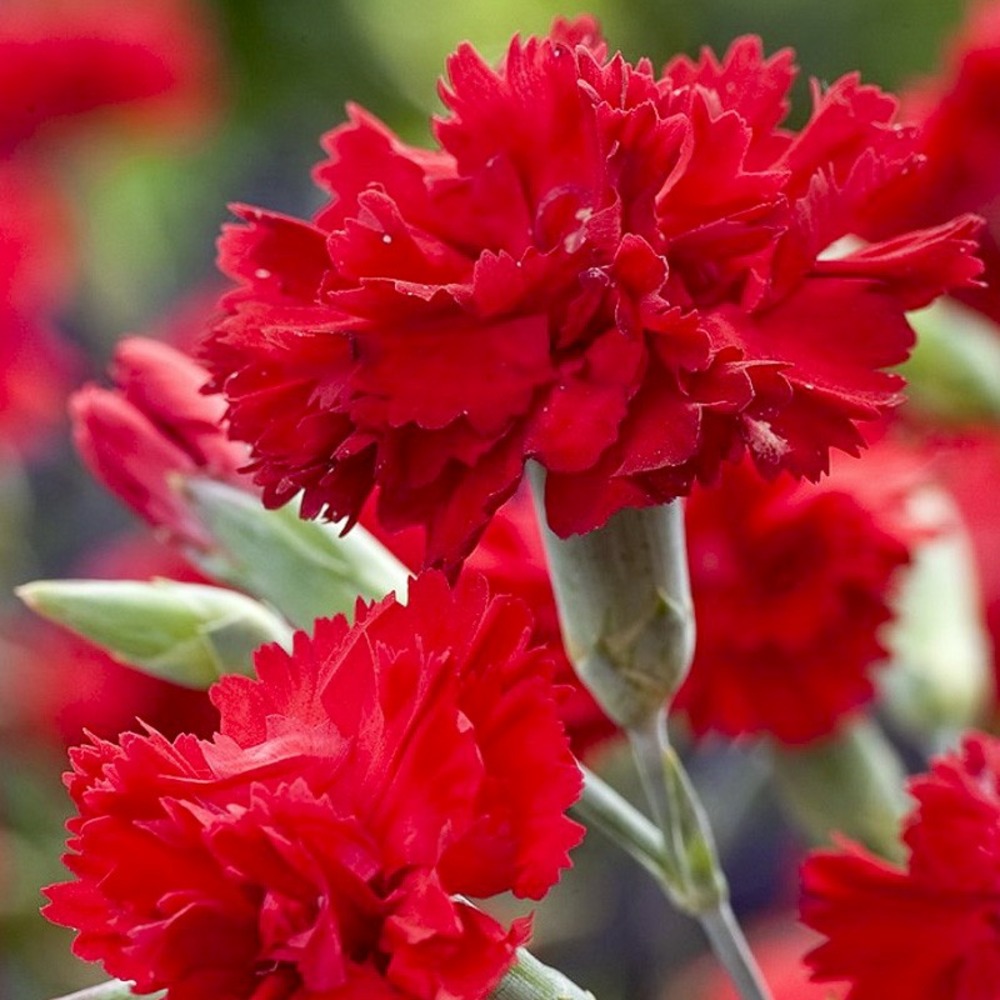 Œillet mignardise 'lady in red' godet de 8/9 cm