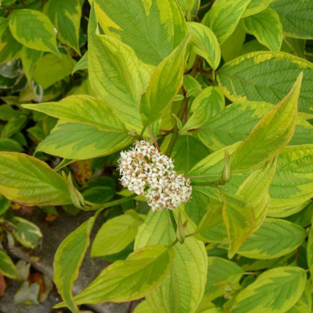 Cornouiller blanc gauchaultii, cornus pot de 3l - 40/60 cm