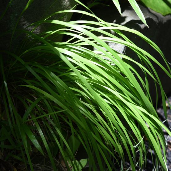 Laîche à larges feuilles shiro - carex siderosticha shiro 20 cm pot 3l