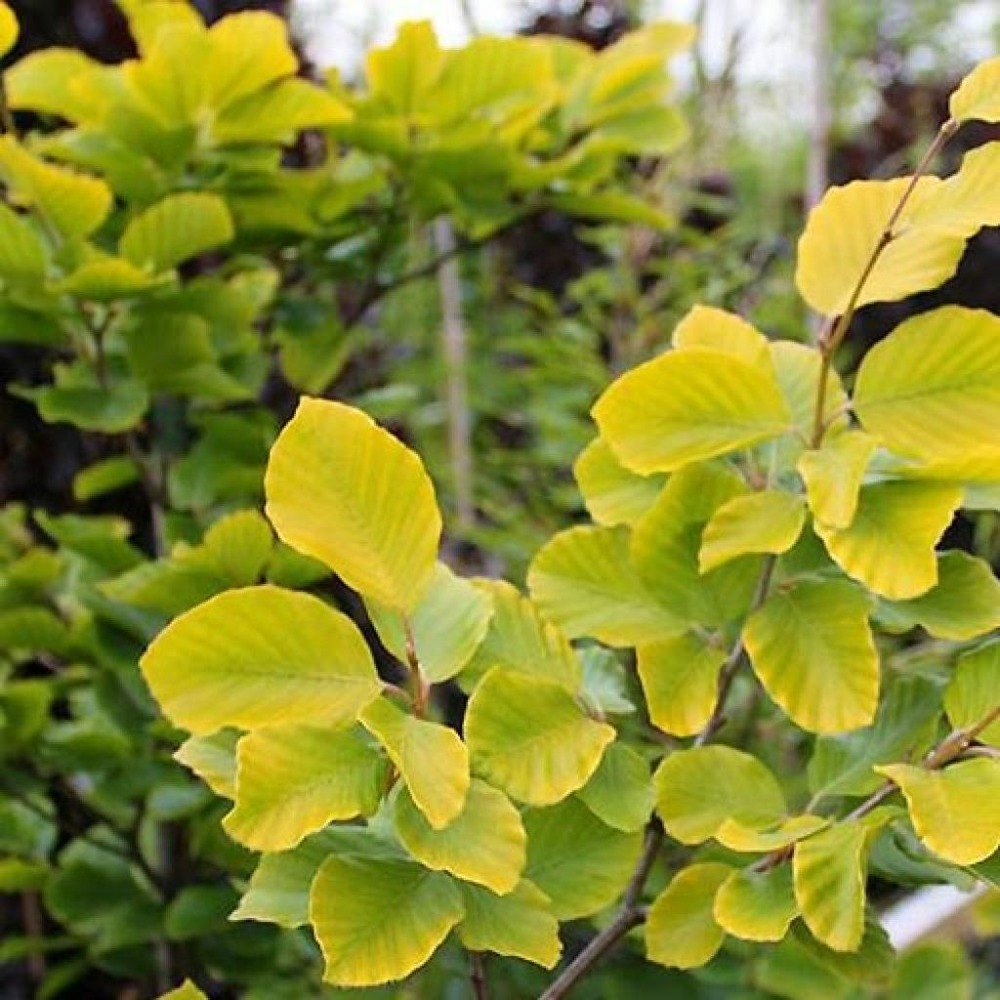 Fagus sylvatica 'dawyck gold' pot de 7,5l/10l