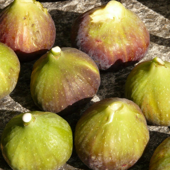 Figuier goutte d'or, ficus carica godet - 5/20 cm