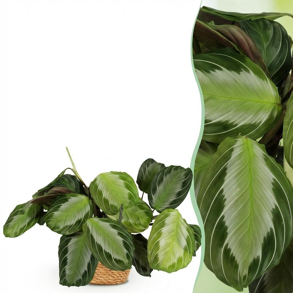 Maranta fascinator silverband - pet-friendly - pot de 12cm - hauteur 25-35cm - plantes d'intérieur