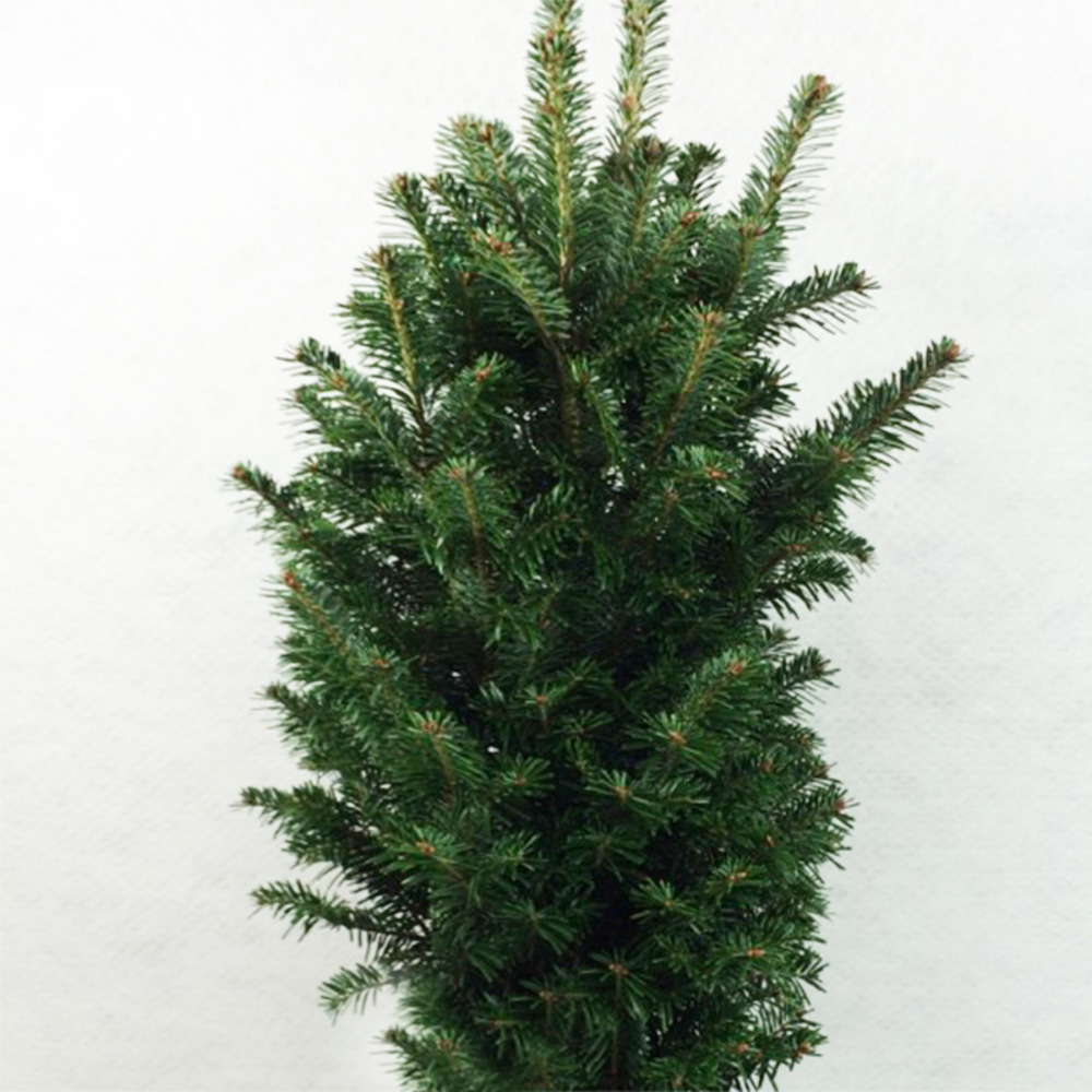 Sapin blanc 'pyramidalis' pot de 7,5l/10l