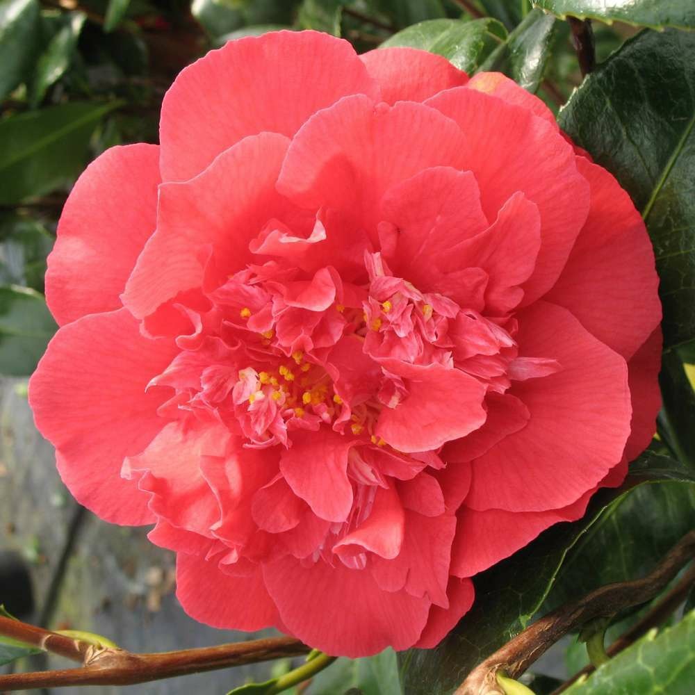 Camelia japonica laura walker c.7,5l Truffaut