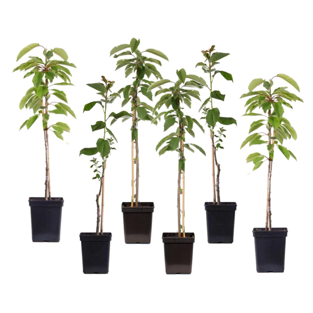 Pommier - set de 6 - malus - hauteur 60-70cm - ⌀9cm