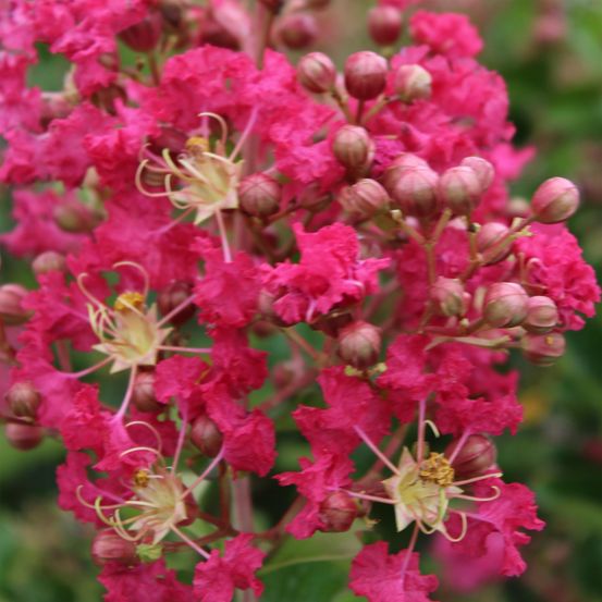 Lilas des indes 'margaux' pot de 3l/4l