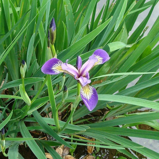 Iris versicolore godet - 5/20 cm