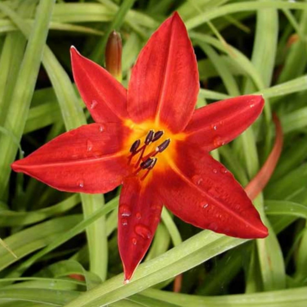 Hémérocalle papoose godet - 5/20 cm