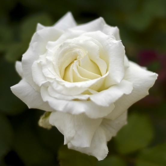 Rosier moderne 'pape jean-paul ii ' pot de 4l/5l