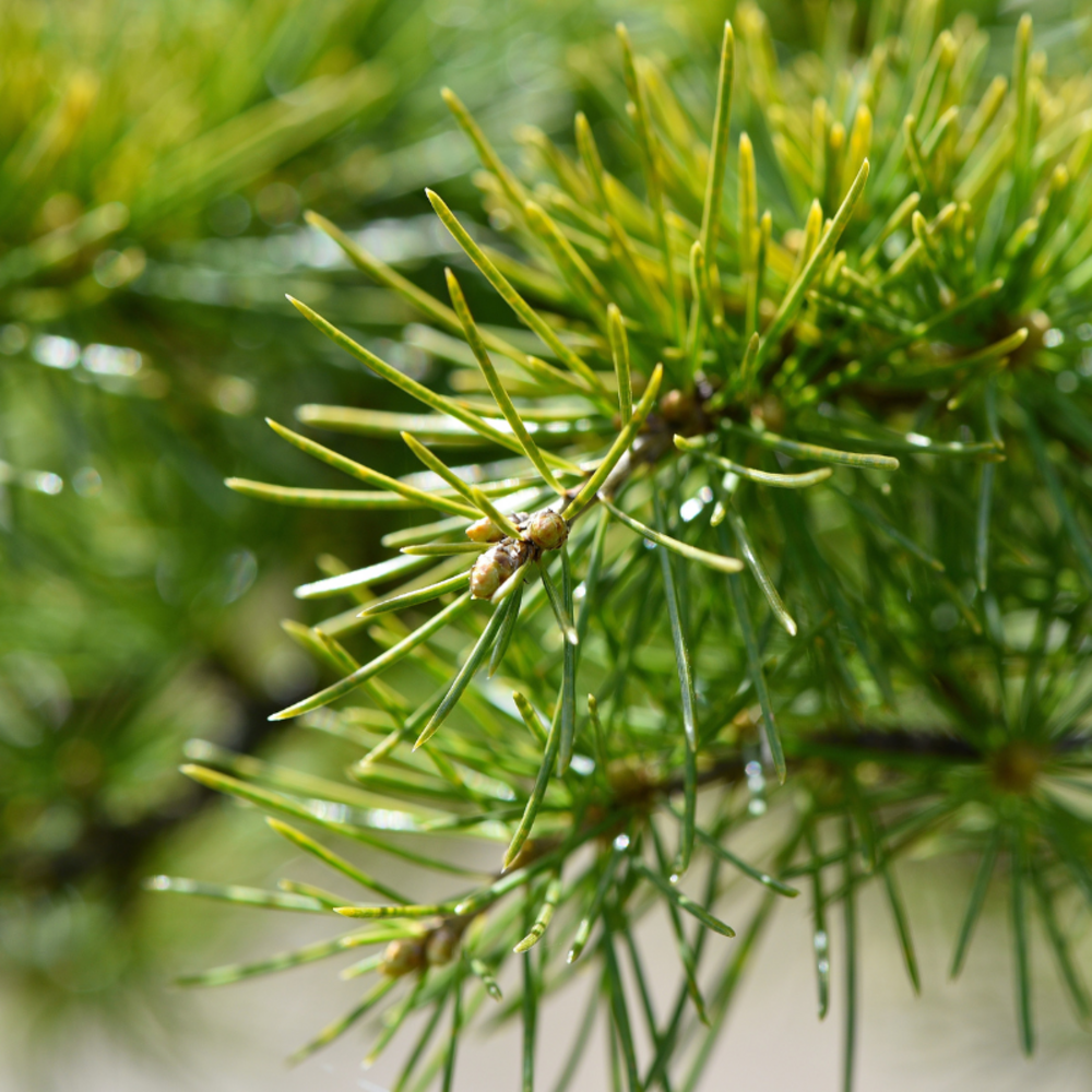 Cèdre de lhimalaya - cedrus deodara 40/60 cm pot 2,5l