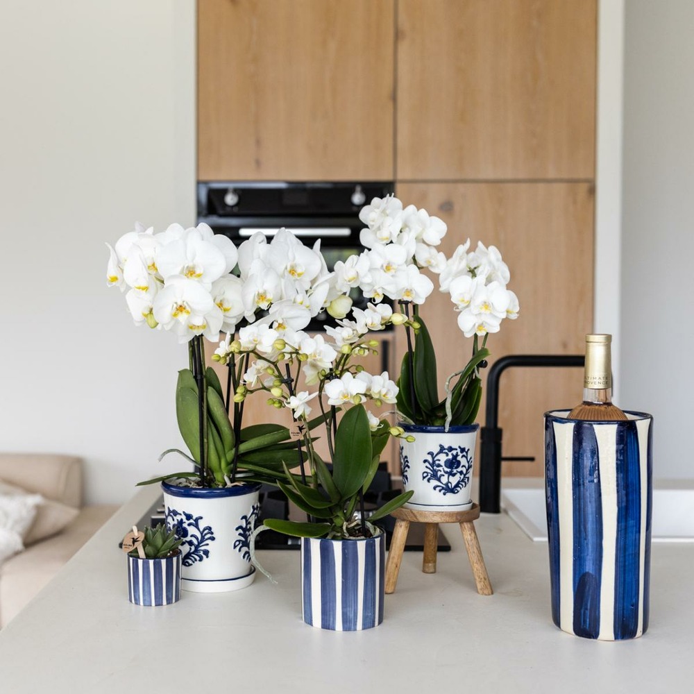 Phalaenopsis amabilis blanche en pot painted stripe bleu
