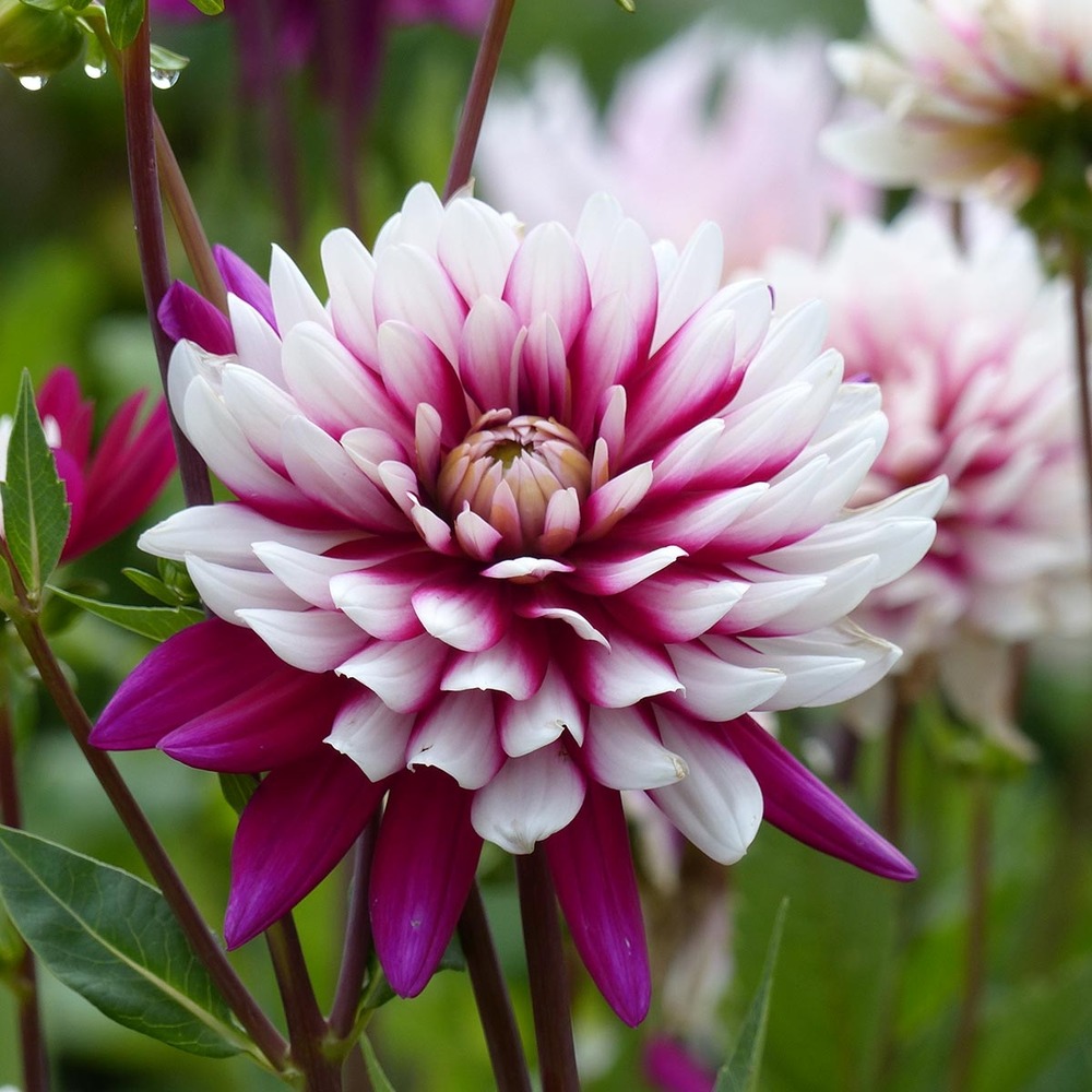 Dahlia cactus 'rebecca s world' bulbe calibre i