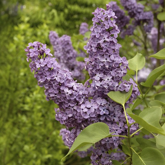 Lilas double lilas - la pièce en racine nue / hauteur livrée 40-60cm