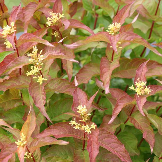 Diervilla 'kodiak orange' pot de 2l/3l