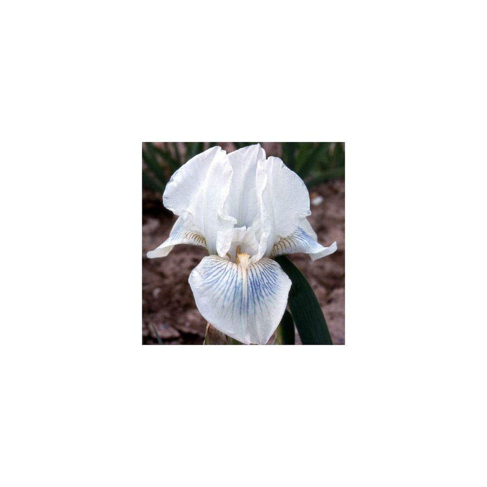 Iris des jardins cutie lot de 3 godets