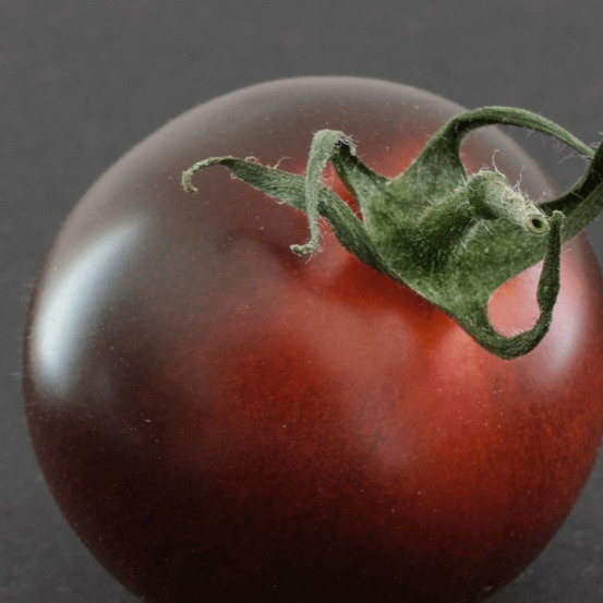 Plant de tomate black cherry f1 type cerise godet - 5/20 cm