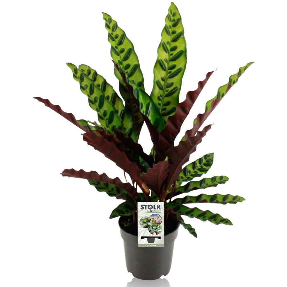 Calathea lancifolia insignis - ø14cm - ↕45cm - plantes d'intérieur