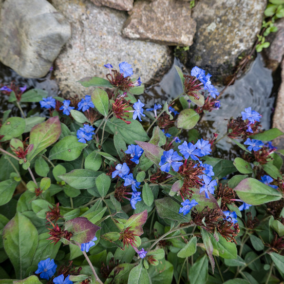 Lot de 6 - ceratostigma plumbaginoides - h. 10-20 cm
