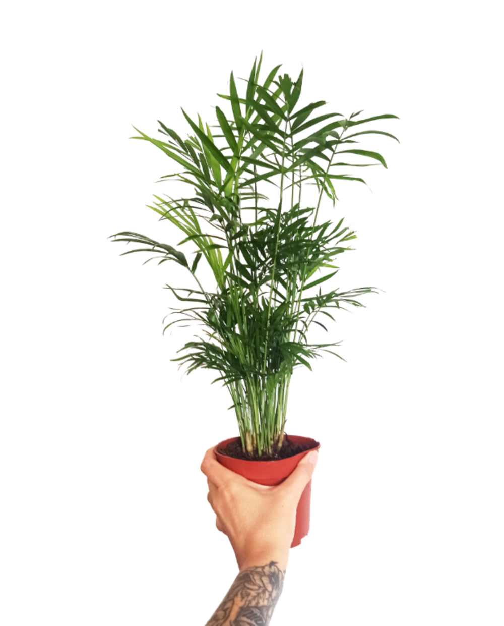 Chamaedorea elegans d. 9cm h. 30cm - plante d'intérieur