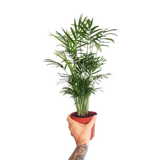 Chamaedorea elegans d. 9cm h. 30cm - plante d'intérieur