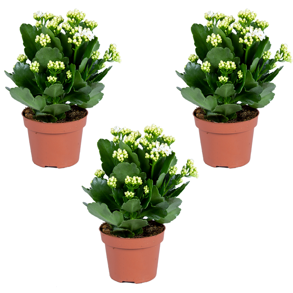 Kalanchoé - lot de 3 blanc - plante d'extérieur et d'intérieur en pot de culture ⌀12 cm - ↕25-30 cm