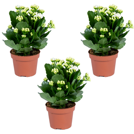 Kalanchoé - lot de 3 blanc - plante d'extérieur et d'intérieur en pot de culture ⌀12 cm - ↕25-30 cm