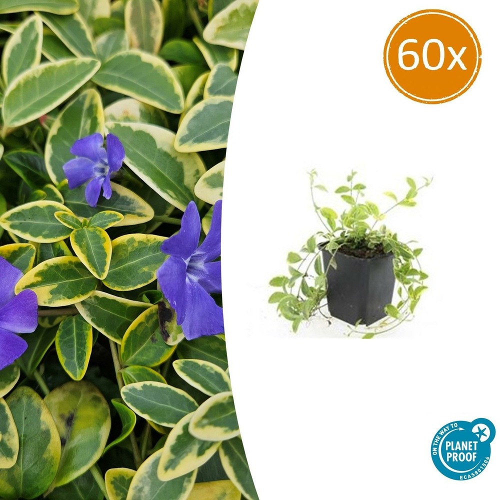 Petite pervenche 'aureovariegata' x60 – entre 3,75 et 5m2