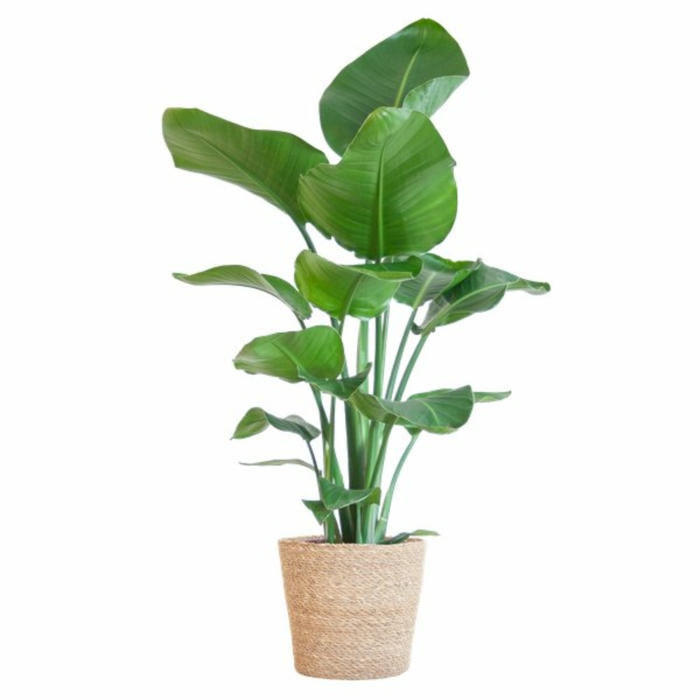 Strelitzia nicolai et son pot panier marron clair - hauteur 80cm