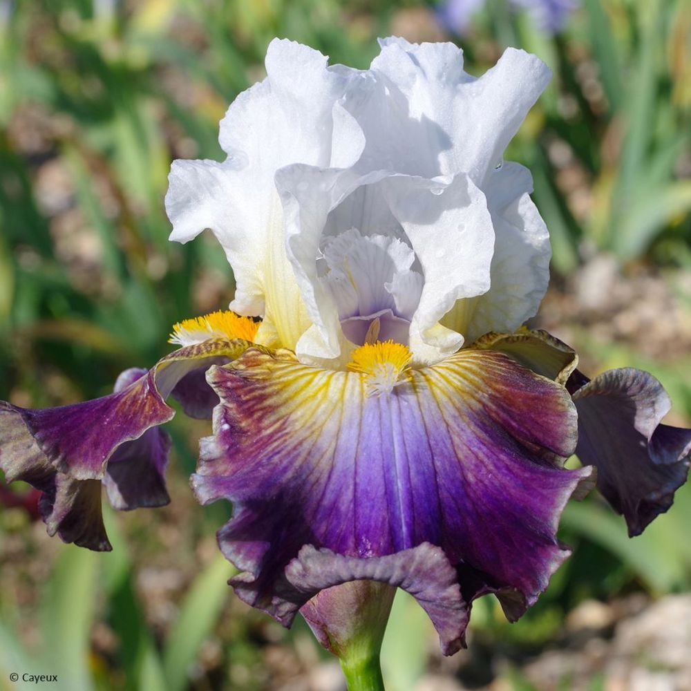 Iris germanica surface irisée - iris des jardins rhizome, calibre 10/15, qualité extra