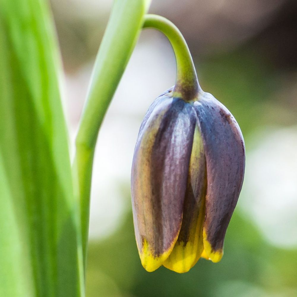 Fritillaire 'uva-vulpis' bulbe calibre 7+ (par 10)