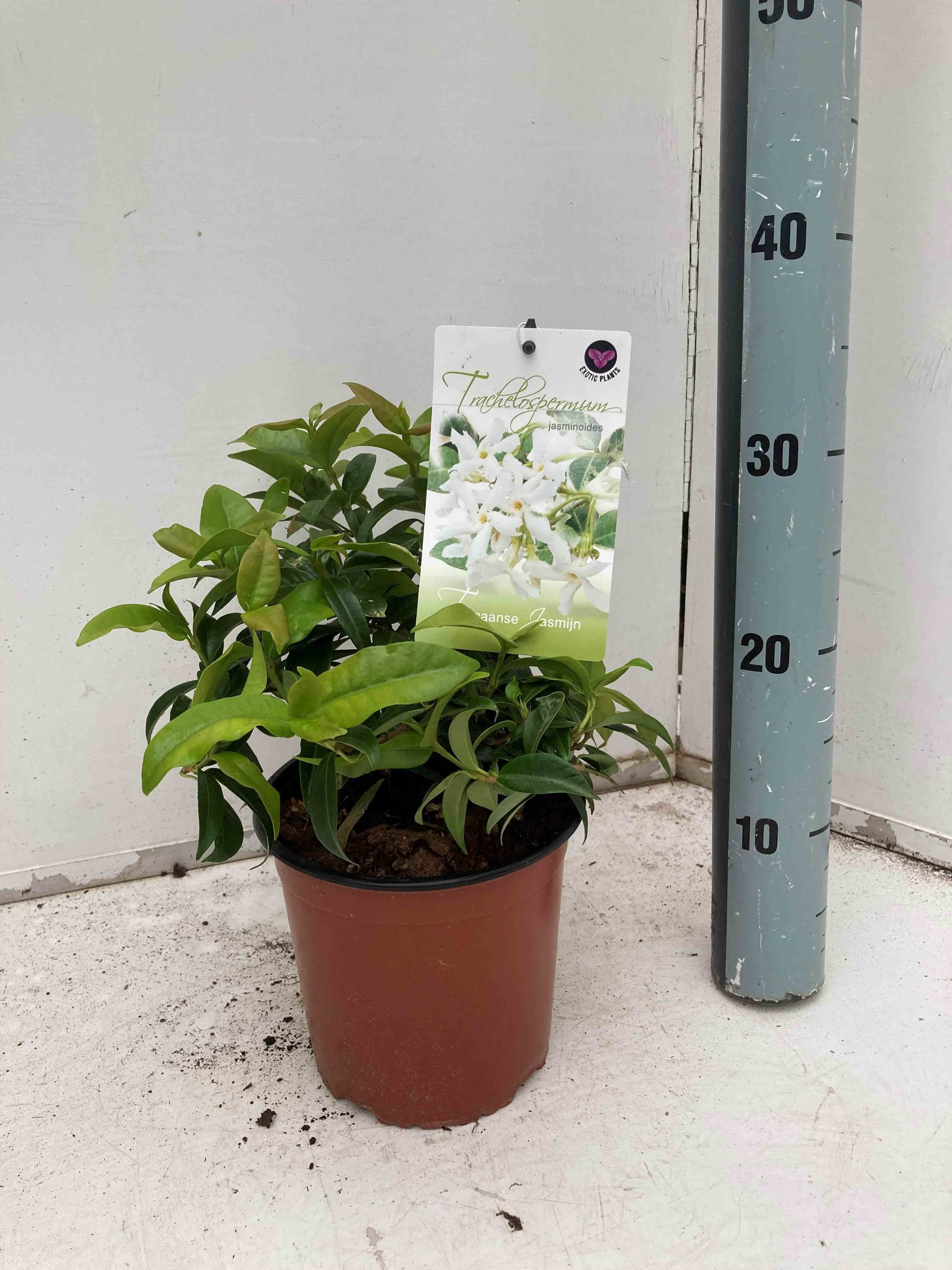 Trachelospermum jasminoides (jasmin étoilé)   blanc - taille pot de 25l -200cm