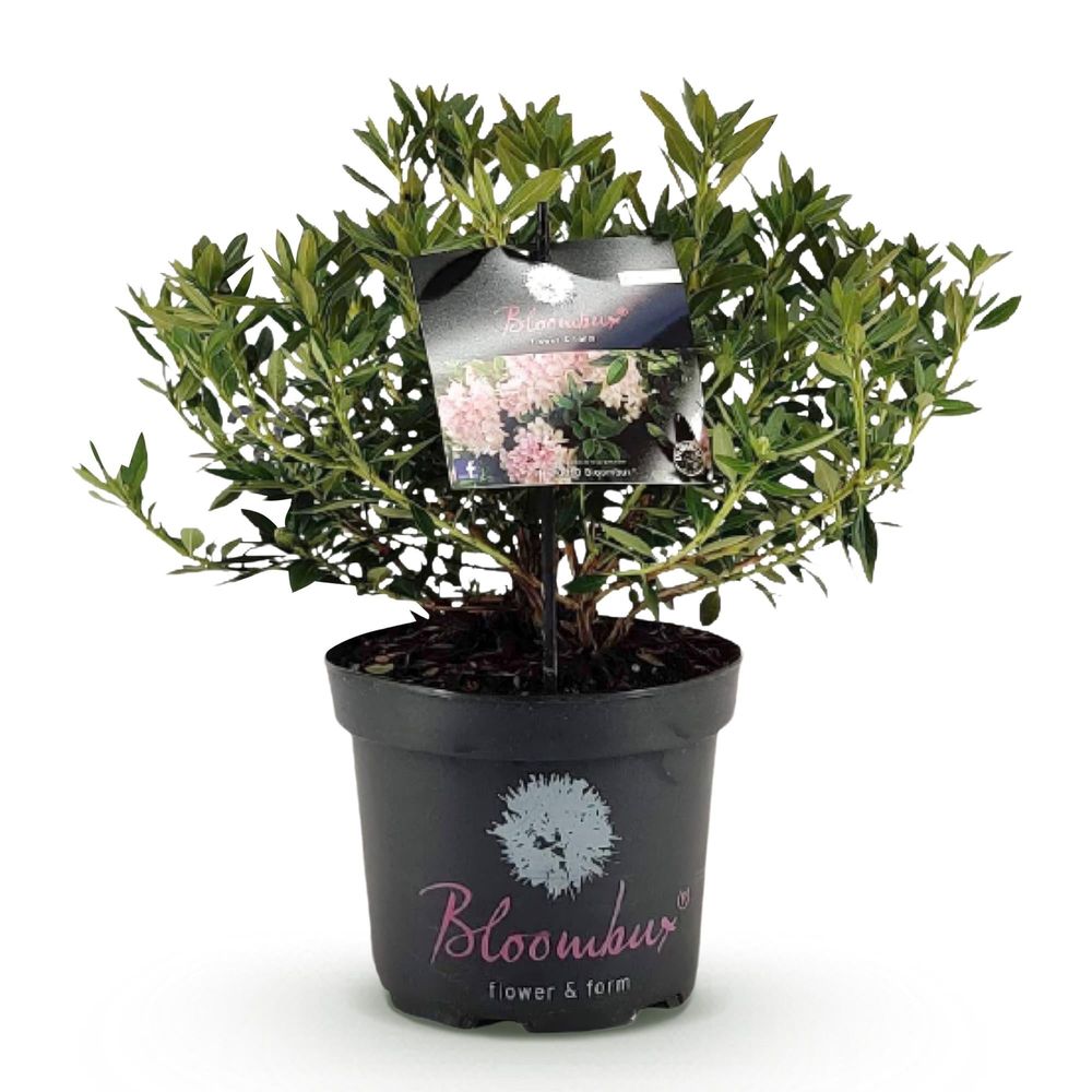 Rhododendron - pot 23 cm - hauteur 50 cm - assortiment - plante d'extérieur