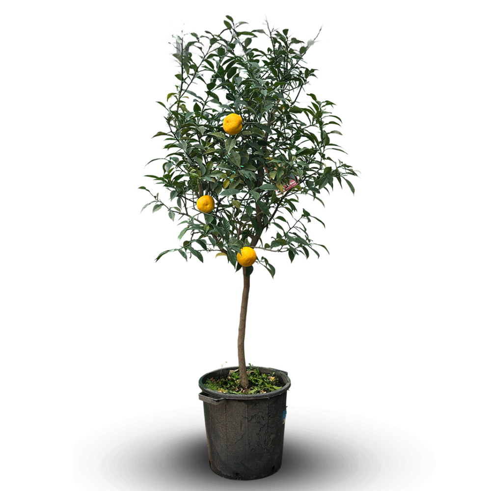 Citronnier yuzu - agrume méditerranéen - arbre fruitier - ↕ 170-190 cm - ⌀ 35 cm