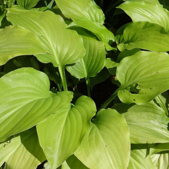 Hosta plantaginea var. Japonica lot de 9 godets