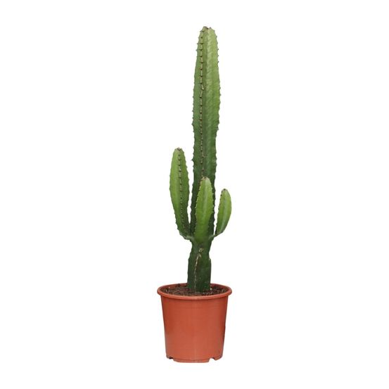 Euphorbia acrurensis - ø17cm - ↕50cm - plantes d'intérieur