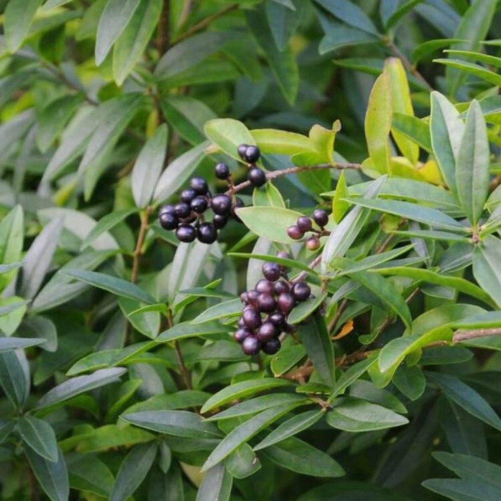 Troène commun lodense 40/60cm pot 4l - ligustrum vulgare lodense