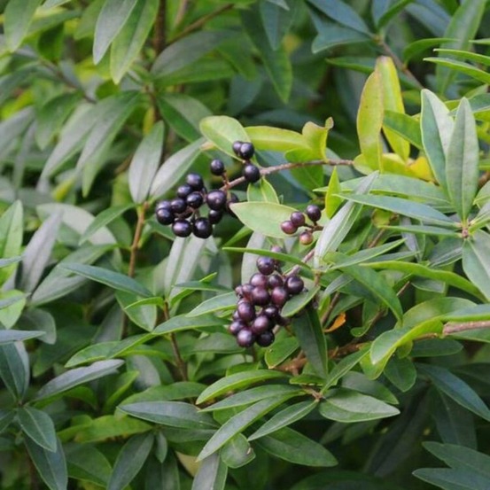 Troène commun lodense 40/60cm pot 4l - ligustrum vulgare lodense