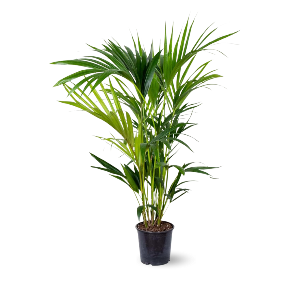 Kentia - palmier - purificateur d'air - ↕ 80-90 cm - ⌀ 18 cm - plante d'intérieur - howea forsterian