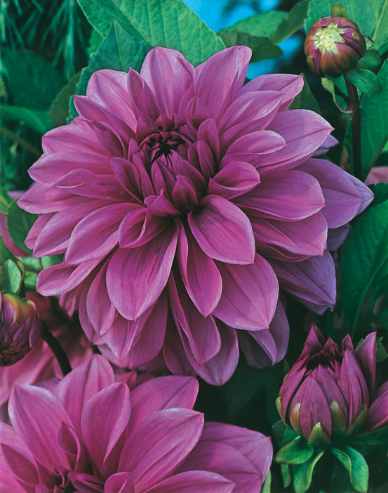 Dahlia geant lilac time