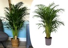 Dypsis lutescens - areca palmier d'or - pot 21cm - hauteur 100-120cm