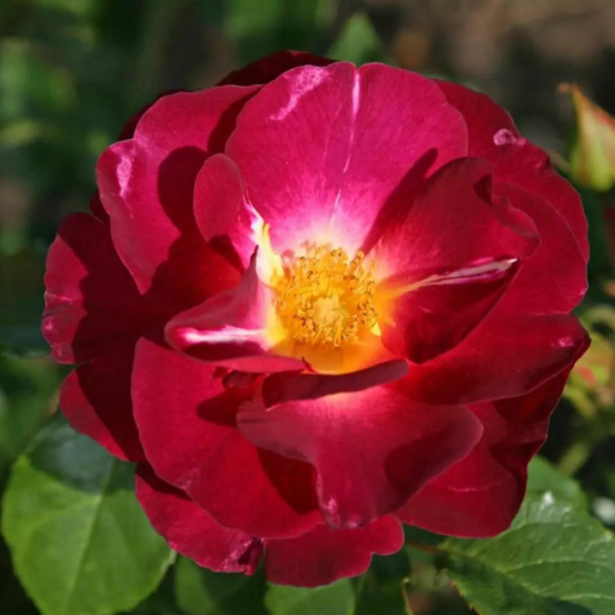 Rosier arbustif violet ile de fleurs/pairi daiza en pot 3l