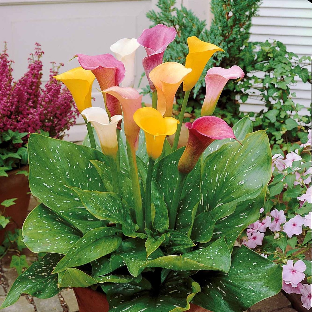 3 callas blanc, rose, jaune en mélange - le sachet de 3 bulbes / circonférence 18cm+, vendu par lot de 2