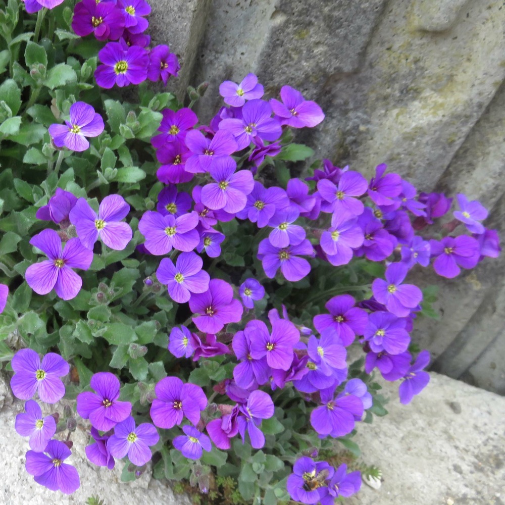 Aubriète 'cascade purple' godet de 8/9 cm