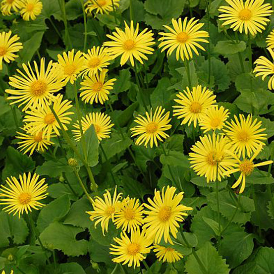 6 x doronic du caucase 'magnificum' - doronicum orientale 'magnificum' - godet 9cm x 9cm